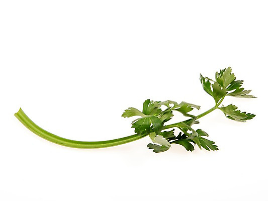 포토 JPG 스튜디오촬영 잎 채소 식재료 실내 누끼 사람없음 농작물 신선 샐러리 쌈채소 국내포토 식물 농업 내부 파일형식