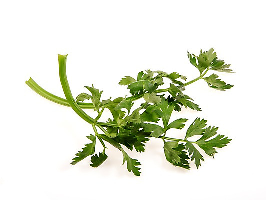 포토 JPG 스튜디오촬영 잎 채소 식재료 실내 누끼 사람없음 농작물 여러개 신선 샐러리 쌈채소 국내포토 식물 다수 농업 내부 파일형식