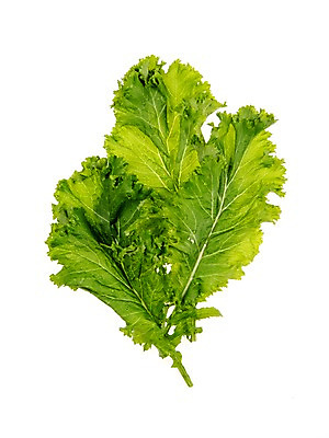 포토 JPG 스튜디오촬영 잎 채소 식재료 실내 누끼 사람없음 농작물 여러개 신선 쌈채소 청겨자 국내포토 식물 다수 농업 내부 파일형식