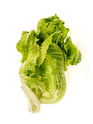 포토 JPG 스튜디오촬영 잎 채소 식재료 실내 누끼 사람없음 농작물 여러개 신선 쌈채소 포기로메인 국내포토 식물 다수 농업 내부 로메인상추 파일형식