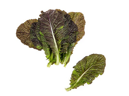 포토 JPG 스튜디오촬영 잎 채소 식재료 실내 누끼 사람없음 농작물 여러개 신선 쌈채소 적겨자잎 국내포토 식물 다수 농업 내부 파일형식