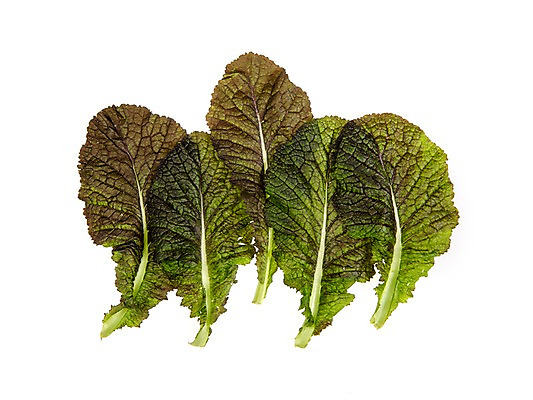 포토 JPG 스튜디오촬영 잎 채소 식재료 실내 누끼 사람없음 농작물 여러개 신선 쌈채소 적겨자잎 국내포토 식물 다수 농업 내부 파일형식