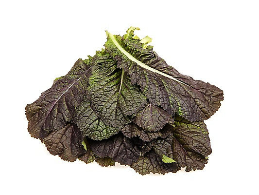 포토 JPG 스튜디오촬영 잎 채소 식재료 실내 누끼 사람없음 농작물 여러개 신선 쌈채소 적겨자잎 국내포토 식물 다수 농업 내부 파일형식