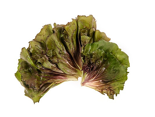 포토 JPG 스튜디오촬영 잎 채소 식재료 실내 누끼 사람없음 농작물 여러개 신선 쌈채소 레드치커리 국내포토 식물 다수 농업 내부 치커리 파일형식