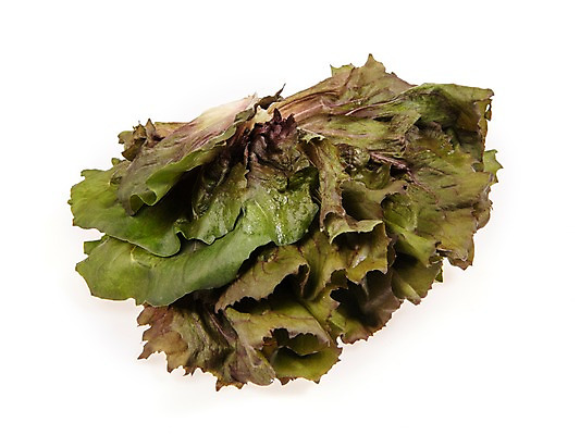 포토 JPG 스튜디오촬영 잎 채소 식재료 실내 누끼 사람없음 농작물 여러개 신선 쌈채소 레드치커리 국내포토 식물 다수 농업 내부 치커리 파일형식