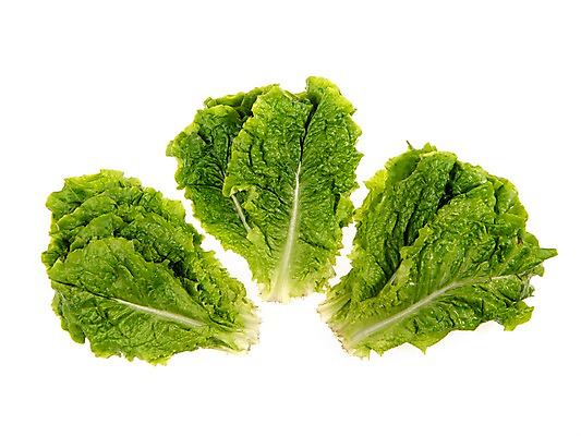 포토 JPG 스튜디오촬영 잎 채소 식재료 실내 누끼 사람없음 농작물 여러개 신선 상추 상추쌈 쌈채소 로메인상추 국내포토 식물 다수 농업 내부 쌈 파일형식