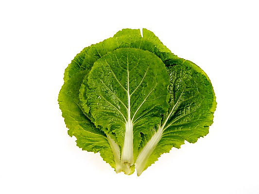 포토 JPG 스튜디오촬영 잎 채소 식재료 실내 누끼 사람없음 농작물 여러개 신선 쌈채소 쌈배추 국내포토 식물 다수 농업 내부 배추 파일형식