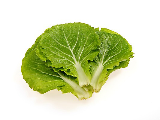 포토 JPG 스튜디오촬영 잎 채소 식재료 실내 누끼 사람없음 농작물 여러개 신선 쌈채소 쌈배추 국내포토 식물 다수 농업 내부 배추 파일형식