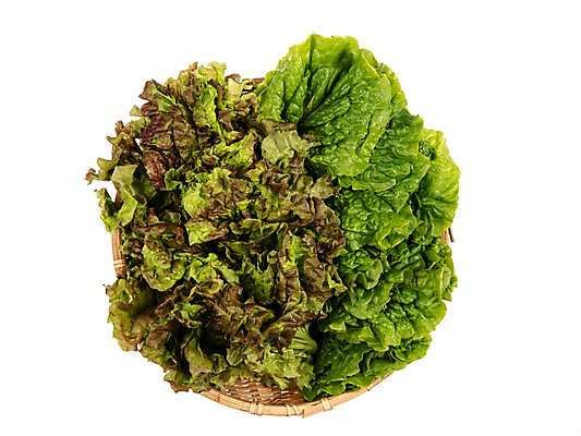 포토 JPG 스튜디오촬영 잎 채소 식재료 실내 누끼 사람없음 농작물 여러개 신선 상추 상추쌈 쌈채소 국내포토 식물 다수 농업 내부 쌈 파일형식