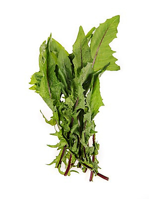 포토 JPG 스튜디오촬영 잎 채소 식재료 실내 누끼 사람없음 농작물 신선 쌈채소 적치커리 국내포토 식물 농업 내부 치커리 파일형식