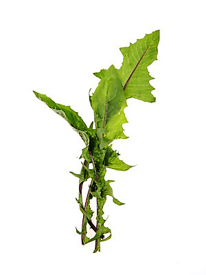 포토 JPG 스튜디오촬영 잎 채소 식재료 실내 누끼 사람없음 농작물 신선 쌈채소 적치커리 국내포토 식물 농업 내부 치커리 파일형식