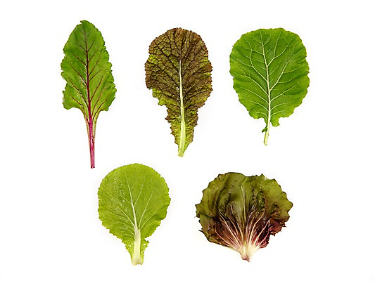 포토 JPG 스튜디오촬영 잎 채소 식재료 실내 누끼 사람없음 농작물 여러개 다양 신선 비트 쌈채소 케일 적겨자잎 레드치커리 국내포토 식물 다수 농업 내부 치커리 파일형식