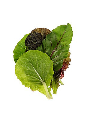 포토 JPG 스튜디오촬영 잎 채소 식재료 실내 누끼 사람없음 농작물 여러개 다양 신선 상추 쌈채소 적겨자잎 청로메인 국내포토 식물 다수 농업 내부 로메인상추 파일형식