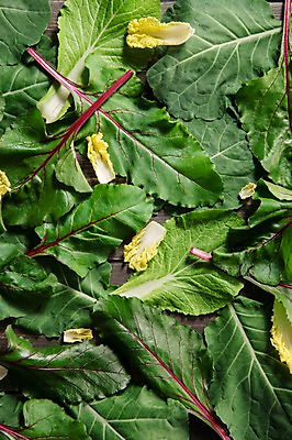 포토 JPG 스튜디오촬영 잎 채소 식재료 실내 사람없음 농작물 여러개 신선 비트 쌈채소 케일 쌈배추 국내포토 식물 다수 농업 내부 배추 파일형식