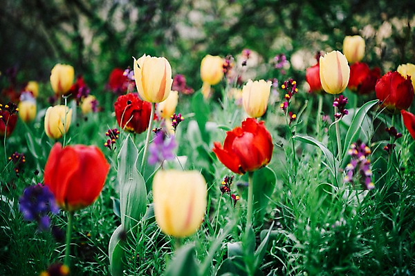 포토 JPG 주간 꽃 여러송이 꽃밭 봄꽃 풍경 사람없음 야외 아웃포커스 봄 튤립 라벤더 가평 국내포토 자연요소 식물 계절 다수 촬영기법 허브 경기도 파일형식