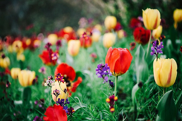 포토 JPG 주간 꽃 여러송이 꽃밭 봄꽃 풍경 사람없음 야외 아웃포커스 봄 튤립 라벤더 가평 국내포토 자연요소 식물 계절 다수 촬영기법 허브 경기도 파일형식