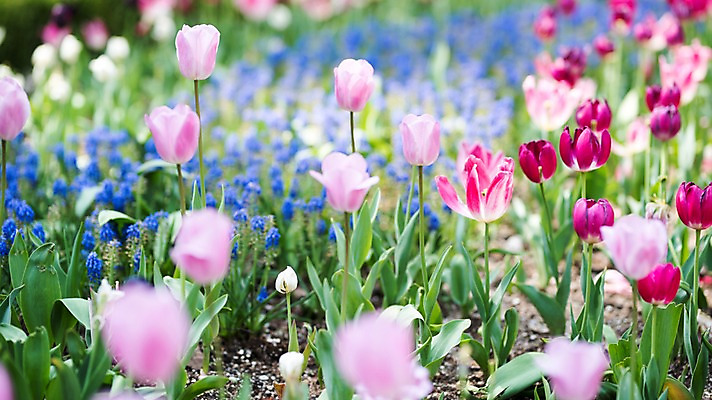 포토 JPG 주간 꽃 여러송이 꽃밭 봄꽃 풍경 사람없음 야외 아웃포커스 봄 튤립 라벤더 가평 국내포토 자연요소 식물 계절 다수 촬영기법 허브 경기도 파일형식