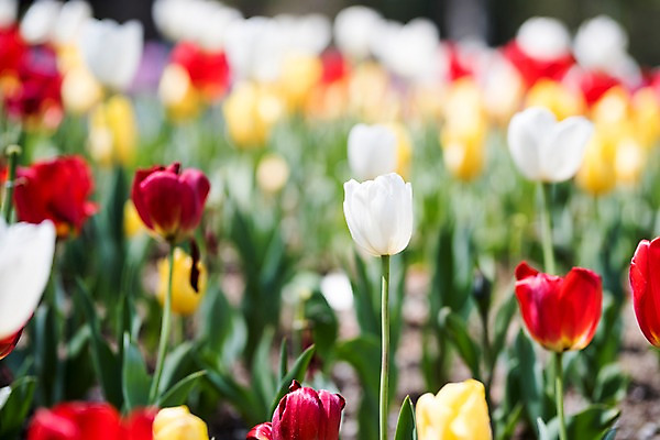 포토 JPG 주간 꽃 여러송이 꽃밭 봄꽃 풍경 사람없음 야외 아웃포커스 봄 튤립 가평 국내포토 자연요소 식물 계절 다수 촬영기법 경기도 파일형식