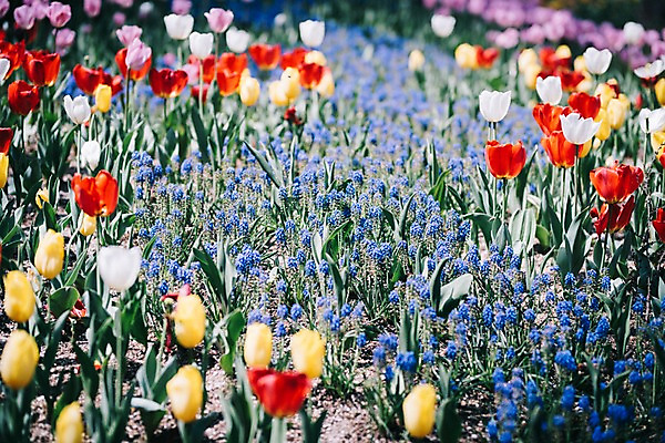 포토 JPG 주간 꽃 여러송이 꽃밭 봄꽃 풍경 사람없음 야외 아웃포커스 봄 튤립 라벤더 가평 국내포토 자연요소 식물 계절 다수 촬영기법 허브 경기도 파일형식
