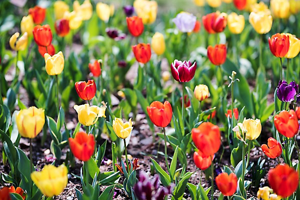 포토 JPG 주간 꽃 여러송이 꽃밭 봄꽃 풍경 사람없음 야외 아웃포커스 봄 튤립 가평 국내포토 자연요소 식물 계절 다수 촬영기법 경기도 파일형식