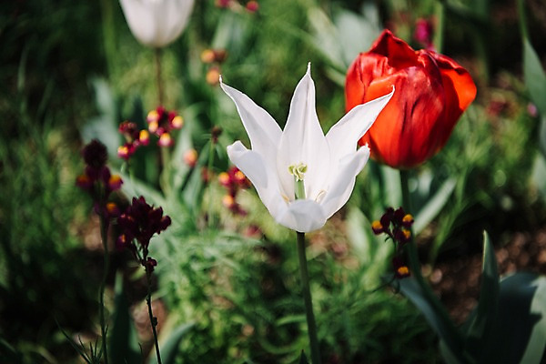 포토 JPG 주간 꽃 여러송이 꽃밭 봄꽃 풍경 사람없음 야외 아웃포커스 봄 튤립 가평 국내포토 자연요소 식물 계절 다수 촬영기법 경기도 파일형식