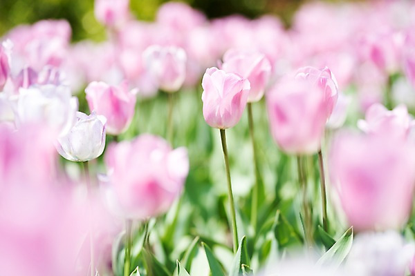 포토 JPG 주간 꽃 분홍색 여러송이 꽃밭 봄꽃 풍경 사람없음 야외 아웃포커스 봄 튤립 가평 국내포토 자연요소 식물 계절 컬러 다수 촬영기법 경기도 파일형식