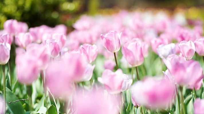 포토 JPG 주간 꽃 분홍색 여러송이 꽃밭 봄꽃 풍경 사람없음 야외 아웃포커스 봄 튤립 가평 국내포토 자연요소 식물 계절 컬러 다수 촬영기법 경기도 파일형식