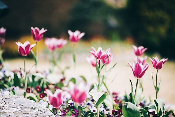 포토 JPG 주간 꽃 여러송이 꽃밭 봄꽃 풍경 사람없음 야외 아웃포커스 봄 튤립 제비꽃 가평 국내포토 자연요소 식물 계절 다수 촬영기법 경기도 파일형식