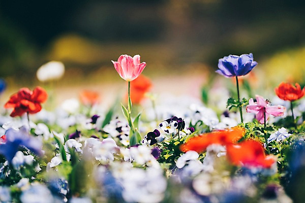 포토 JPG 주간 꽃 여러송이 꽃밭 봄꽃 풍경 사람없음 야외 아웃포커스 봄 튤립 제비꽃 가평 국내포토 자연요소 식물 계절 다수 촬영기법 경기도 파일형식
