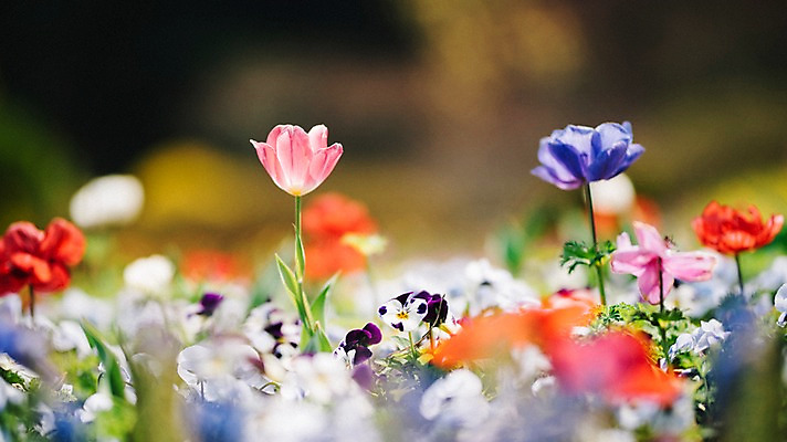 포토 JPG 주간 꽃 여러송이 꽃밭 봄꽃 풍경 사람없음 야외 아웃포커스 봄 튤립 제비꽃 가평 국내포토 자연요소 식물 계절 다수 촬영기법 경기도 파일형식