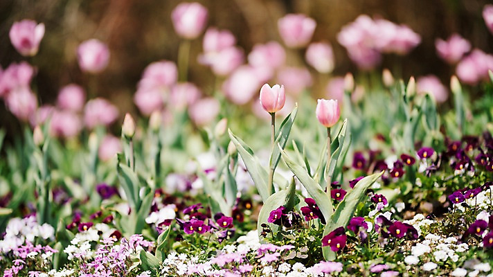 포토 JPG 주간 꽃 여러송이 꽃밭 봄꽃 풍경 사람없음 야외 아웃포커스 봄 튤립 제비꽃 가평 국내포토 자연요소 식물 계절 다수 촬영기법 경기도 파일형식
