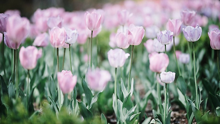포토 JPG 주간 꽃 분홍색 여러송이 꽃밭 봄꽃 풍경 사람없음 야외 아웃포커스 봄 튤립 가평 국내포토 자연요소 식물 계절 컬러 다수 촬영기법 경기도 파일형식