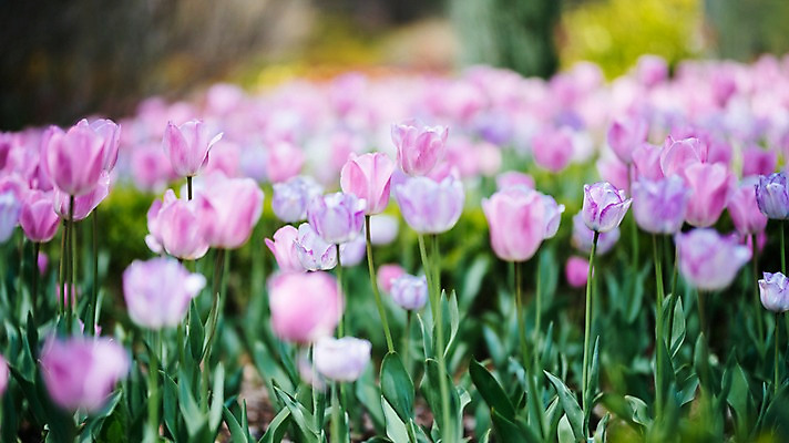 포토 JPG 주간 꽃 여러송이 꽃밭 봄꽃 풍경 사람없음 야외 아웃포커스 봄 튤립 가평 국내포토 자연요소 식물 계절 다수 촬영기법 경기도 파일형식