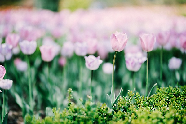 포토 JPG 주간 꽃 여러송이 꽃밭 봄꽃 풍경 사람없음 야외 아웃포커스 봄 튤립 가평 국내포토 자연요소 식물 계절 다수 촬영기법 경기도 파일형식
