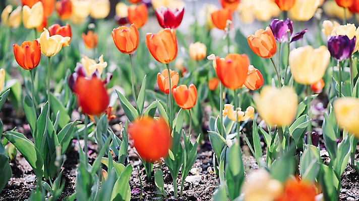 포토 JPG 주간 꽃 여러송이 꽃밭 봄꽃 풍경 사람없음 야외 아웃포커스 봄 튤립 가평 국내포토 자연요소 식물 계절 다수 촬영기법 경기도 파일형식