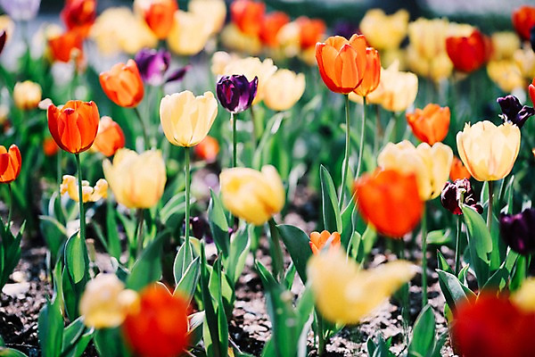 포토 JPG 주간 꽃 여러송이 꽃밭 봄꽃 풍경 사람없음 야외 아웃포커스 봄 튤립 가평 국내포토 자연요소 식물 계절 다수 촬영기법 경기도 파일형식