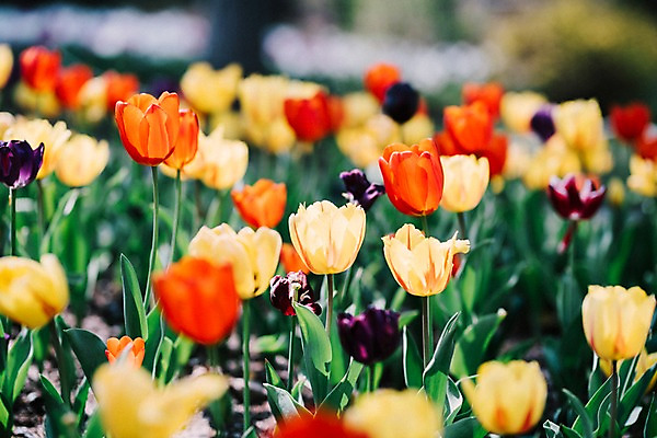 포토 JPG 주간 꽃 여러송이 꽃밭 봄꽃 풍경 사람없음 야외 아웃포커스 봄 튤립 가평 국내포토 자연요소 식물 계절 다수 촬영기법 경기도 파일형식