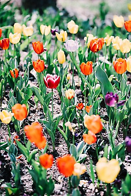 포토 JPG 주간 꽃 여러송이 꽃밭 봄꽃 풍경 사람없음 야외 아웃포커스 봄 튤립 가평 국내포토 자연요소 식물 계절 다수 촬영기법 경기도 파일형식