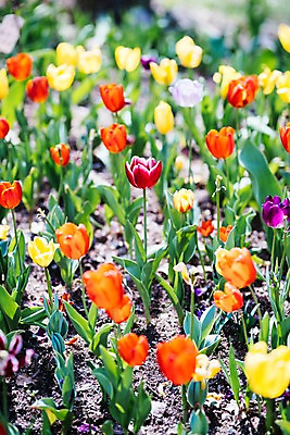 포토 JPG 주간 꽃 여러송이 꽃밭 봄꽃 풍경 사람없음 야외 아웃포커스 봄 튤립 가평 국내포토 자연요소 식물 계절 다수 촬영기법 경기도 파일형식