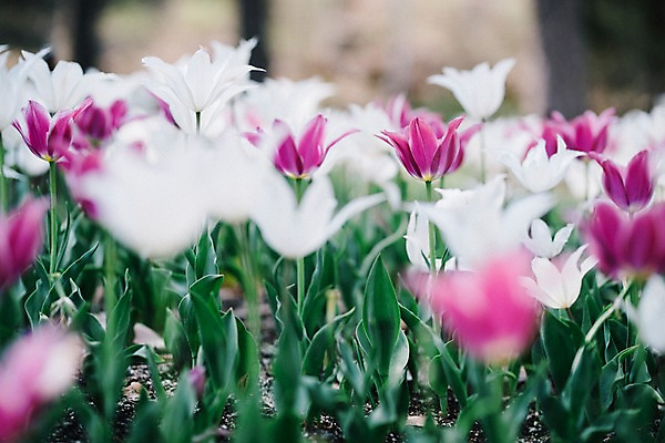 포토 JPG 주간 꽃 여러송이 꽃밭 봄꽃 풍경 사람없음 야외 아웃포커스 봄 튤립 가평 국내포토 자연요소 식물 계절 다수 촬영기법 경기도 파일형식