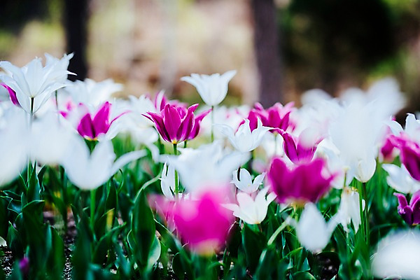 포토 JPG 주간 꽃 여러송이 꽃밭 봄꽃 풍경 사람없음 야외 아웃포커스 봄 튤립 가평 국내포토 자연요소 식물 계절 다수 촬영기법 경기도 파일형식