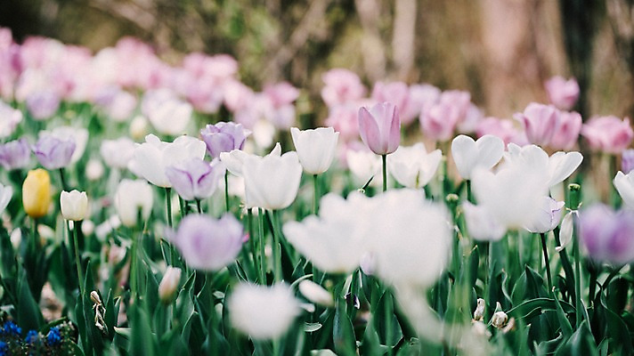 포토 JPG 주간 꽃 여러송이 꽃밭 봄꽃 풍경 사람없음 야외 아웃포커스 봄 튤립 가평 국내포토 자연요소 식물 계절 다수 촬영기법 경기도 파일형식