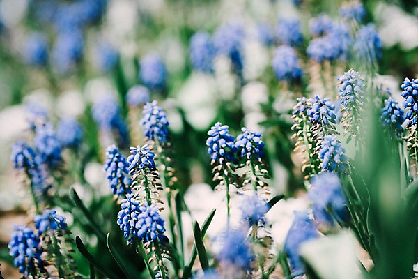 포토 JPG 주간 꽃 봄꽃 풍경 사람없음 야외 아웃포커스 봄 라벤더 가평 국내포토 자연요소 식물 계절 촬영기법 허브 경기도 파일형식