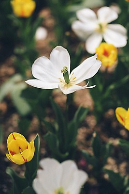 포토 JPG 주간 꽃 여러송이 꽃밭 봄꽃 풍경 사람없음 야외 아웃포커스 하이앵글 봄 튤립 가평 국내포토 자연요소 식물 계절 뷰포인트 다수 촬영기법 경기도 파일형식