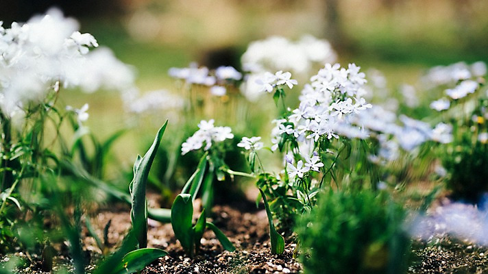 포토 JPG 주간 꽃 봄꽃 풍경 사람없음 야외 아웃포커스 봄 데이지 가평 국내포토 자연요소 식물 계절 촬영기법 경기도 파일형식