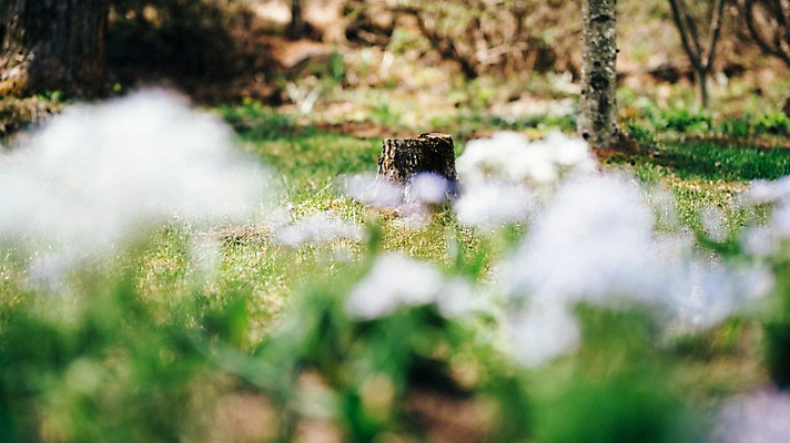 포토 JPG 주간 꽃 봄꽃 풍경 사람없음 야외 아웃포커스 봄 데이지 나무밑둥 가평 국내포토 자연요소 나무 식물 계절 촬영기법 경기도 파일형식