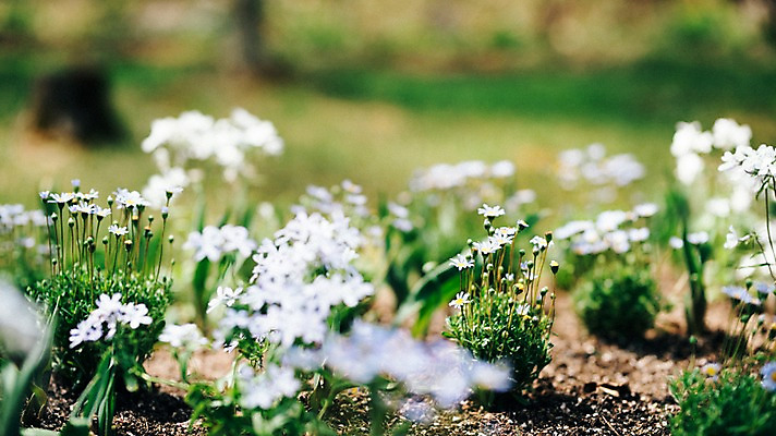 포토 JPG 주간 꽃 봄꽃 풍경 사람없음 야외 아웃포커스 봄 데이지 가평 국내포토 자연요소 식물 계절 촬영기법 경기도 파일형식