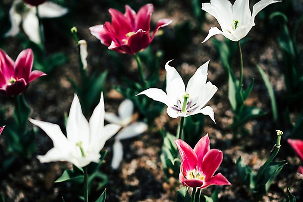 포토 JPG 주간 꽃 여러송이 꽃밭 봄꽃 풍경 사람없음 야외 아웃포커스 봄 튤립 가평 국내포토 자연요소 식물 계절 다수 촬영기법 경기도 파일형식
