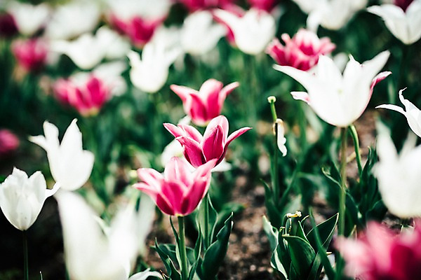 포토 JPG 주간 꽃 여러송이 꽃밭 봄꽃 풍경 사람없음 야외 아웃포커스 봄 튤립 가평 국내포토 자연요소 식물 계절 다수 촬영기법 경기도 파일형식