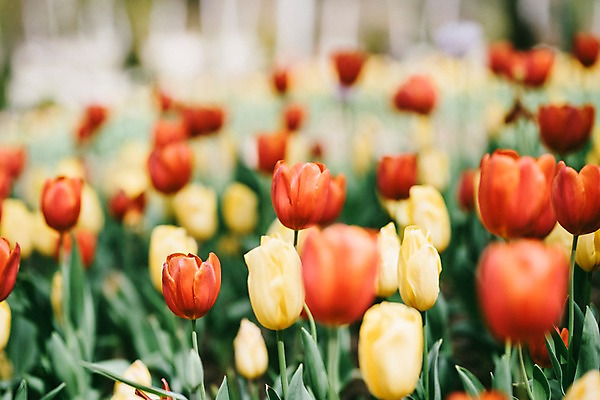 포토 JPG 주간 꽃 여러송이 꽃밭 봄꽃 풍경 사람없음 야외 아웃포커스 봄 튤립 가평 국내포토 자연요소 식물 계절 다수 촬영기법 경기도 파일형식